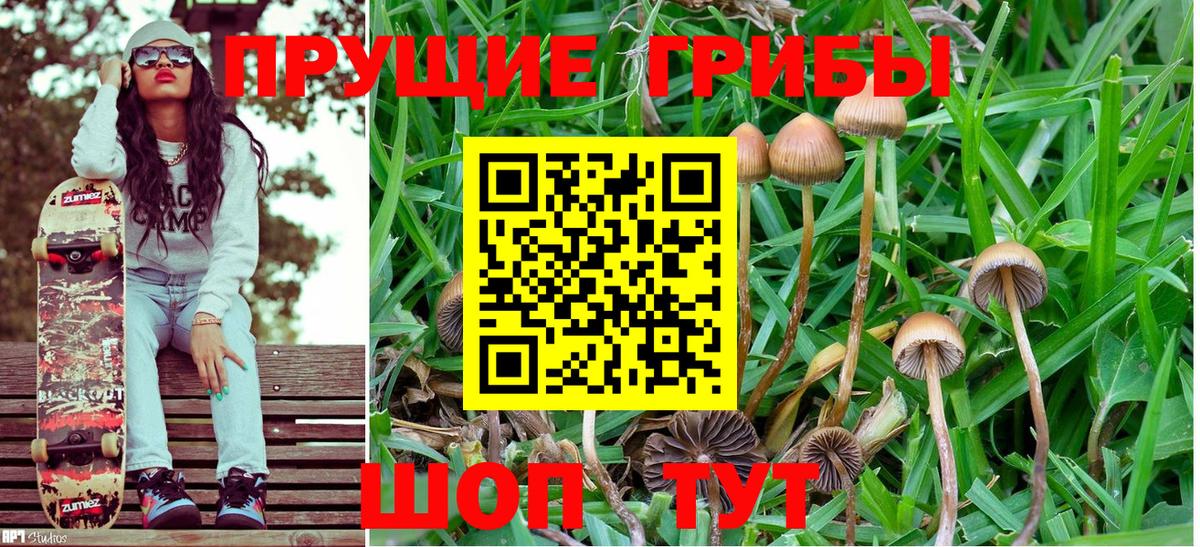 Галлюциногенные грибы Psilocybine cubensis Елизово
