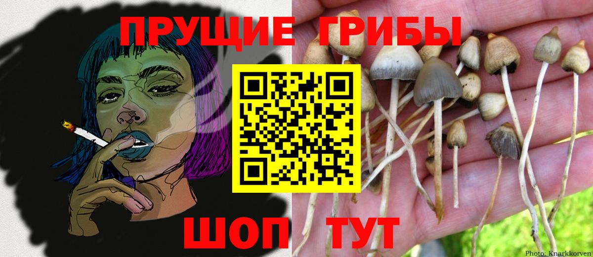 Псилоцибиновые грибы прущие грибы  Вход с VPN  Елизово  Галлюциногенные грибы Psilocybine cubensis 
